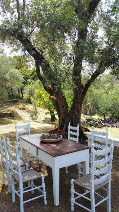 Eleonas-olive Grove Traditional Apartment *